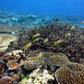 Fagatele Bay Dive