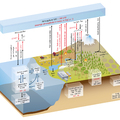 Fig 6.1 Schematic of the global carbon cycle