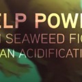 The Power of Kelp