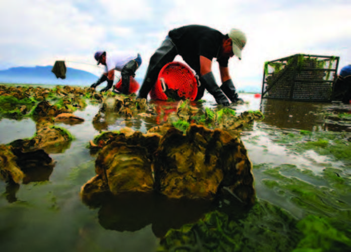 Oyster harvest