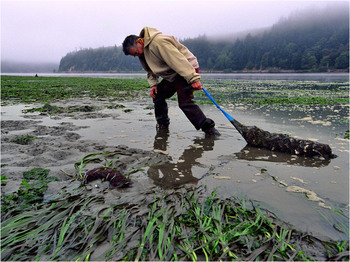 Freshly harvested oysters from Yaquina Bay, Oregon