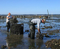 Oyster Farming