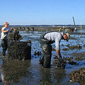 Northwest Oyster Die-offs Show Ocean Acidification Has Arrived