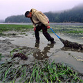 Pacific Oysters Gain from Ocean Acidification Data
