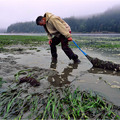 Freshly harvested oysters from Yaquina Bay, OR