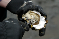 Pacific Oyster