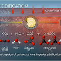 Ocean Acidification