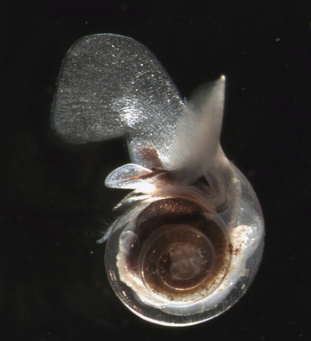 Pteropod