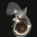 Pteropod