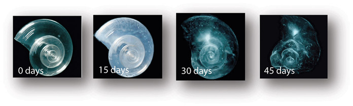 Dissolving Sea Shells - Pacific Science Center