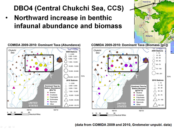 DB04 (Central Chukchi Sea, CCS) Northward increase in benthis infaunal abundance and biomass