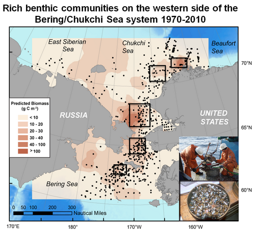 Rich benthic communities on the western side of the Bering/Chukchi Sea system 1970-2010