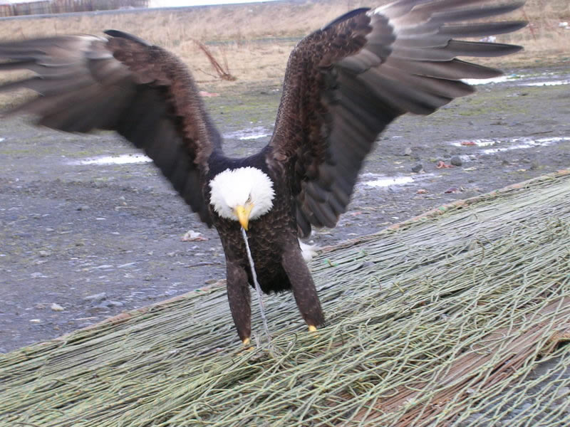 Eagles on the dock, Dutch Harbor, Alaska