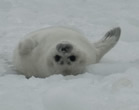 ringed seal baby. photo Aaron Lang