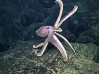 Octopus on new lava flow at Axial