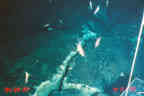 image of shrimp swimming at SEPR