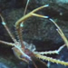 crab at Diamante vent, Marianas
