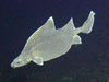 prickly dogfish image