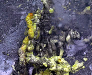 Octopus on new lava flow at Axial