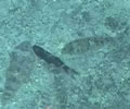 Daikoku flatfish 2