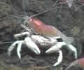 Brimstone crab ride