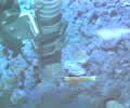 shrimpsample video still