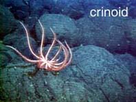 seafloor photo of crinoid