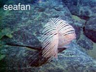 seafloor photo of seafan