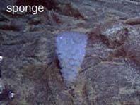 seafloor photo of sponge