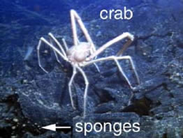 photo of crab and sponges