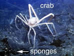 photo of crab, sponge