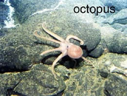 photo of octopus