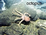 photo of octopus