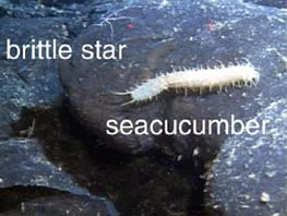 photo of seacucumber and brittle star