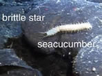 photo of sea cucumber and brittle star