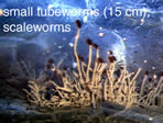 photo of small tubeworms, scaleworms
