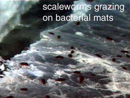 photo of scaleworms