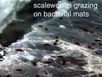 photo of scaleworms