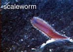 photo of scale worm