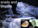 photo of snails and limpets