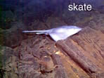 photo of skate