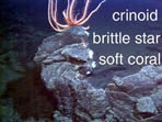 photo of crinoid, brittle star, soft coral