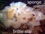 photo of sponge, brittle star