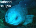 photo of fathead sculpin fish