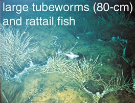 large tubeworms and rattail fish