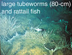large tubeworms and rattail fish