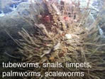tubeworms, snails, limpets, palmworms, scaleworms