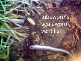 tubeworms, scaleworms, vent fish