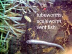 tubeworms, scaleworm, vent fish