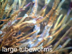 photo of tubeworms
